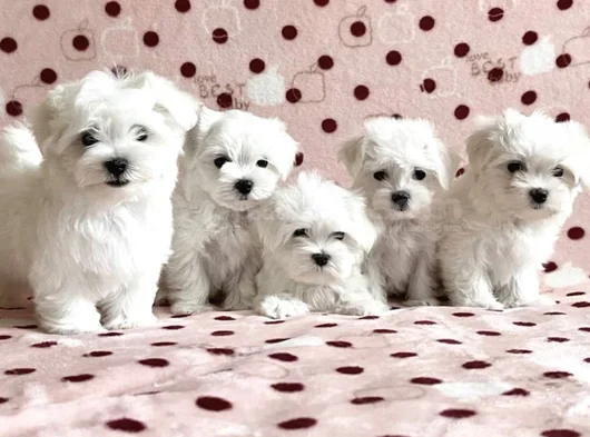 Teacup Maltese Karta Taksi̇t Her Yere Gönderi̇li̇r görsel