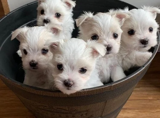 Teacup Maltese Karta Taksi̇t Her Yere Gönderi̇li̇r görsel