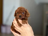 Kore Kan Teacup