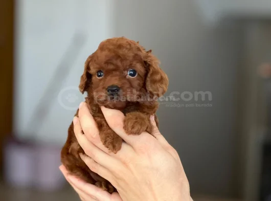 Kore Kan Teacup görsel
