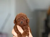 Kore Kan Teacup