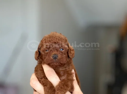 Kore Kan Teacup görsel