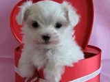 TEACUP MALTESE KARTA TAKSİT HER YERE GÖNDERİLİR