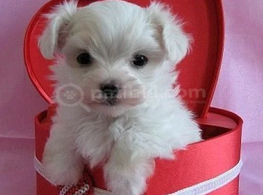 TEACUP MALTESE KARTA TAKSİT HER YERE GÖNDERİLİR