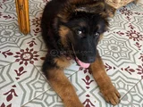 3 Aylık Erkek Alman Çoban Yavrusu