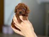 KORE KAN TEACUP