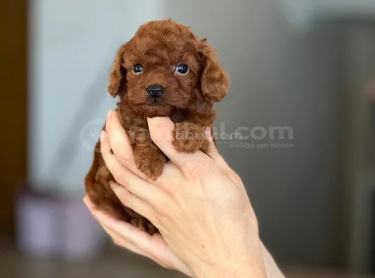Kore Kan Teacup