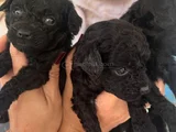 Si̇yah Toypoodle Yavrular Karta Taksi̇tle Heryere Gönderi̇li̇r