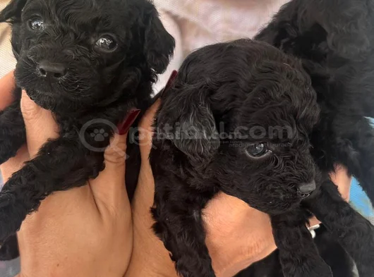 Si̇yah Toypoodle Yavrular Karta Taksi̇tle Heryere Gönderi̇li̇r görsel