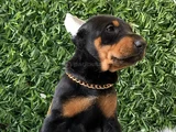 King Koca Patili Estetikli Estetiksiz Doberman Bebekler