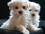 Teacup Maltese Karta Taksi̇t Her Yere Gönderi̇li̇r