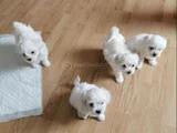 mini boy Maltese terrier