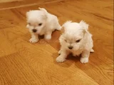 Mini Boy Maltese Terrier