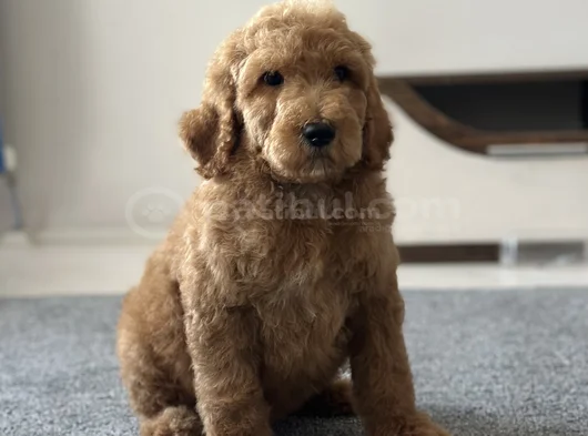 Doodle görsel