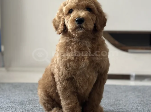 Doodle görsel