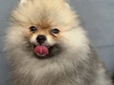 Çok tatlı erkek 4buçuk aylık pomeranian