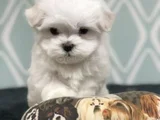 Topaç Gibi Maltese Bebeklerimiz
