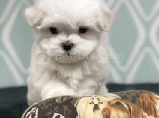 Topaç Gibi Maltese Bebeklerimiz görsel