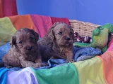 ANNE BABA  A KALİTE ORJİNAL CAVAPOO YAVRULAR