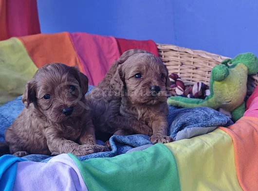 Anne Baba  A Kali̇te Orji̇nal Cavapoo Yavrular