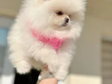 Teacup Di̇şi̇