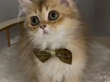 Safkan British Longhair Sevimli Bir Yakışıklı