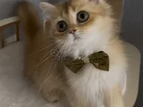 Safkan British Longhair Sevimli Bir Yakışıklı