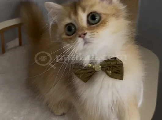 Safkan British Longhair Sevimli Bir Yakışıklı görsel
