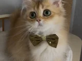 Safkan British Longhair Sevimli Bir Yakışıklı