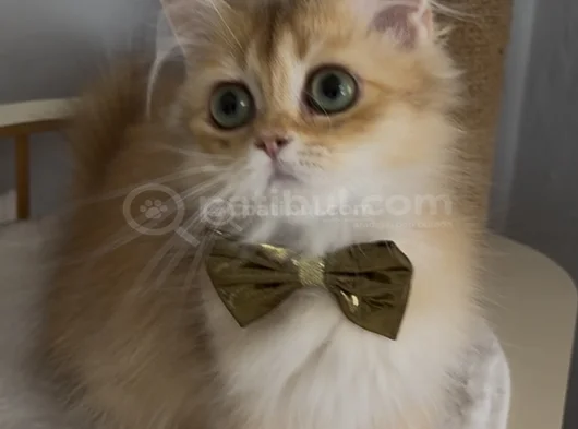 Safkan British Longhair Sevimli Bir Yakışıklı görsel