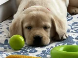 Safkan Kıf Secereli Labrador Retriever Yavrular