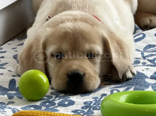 Safkan Kıf Secereli Labrador Retriever Yavrular görsel