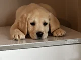 Safkan Kıf Secereli Labrador Retriever Yavrular