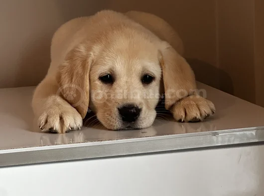 Safkan Kıf Secereli Labrador Retriever Yavrular görsel