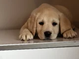 Safkan Kıf Secereli Labrador Retriever Yavrular