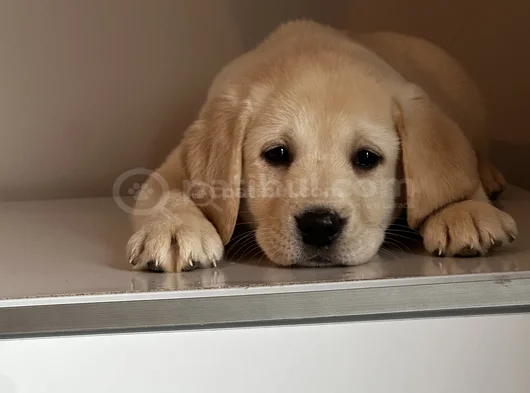 Safkan Kıf Secereli Labrador Retriever Yavrular görsel