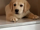 Safkan Kıf secereli Labrador Retriever yavrular