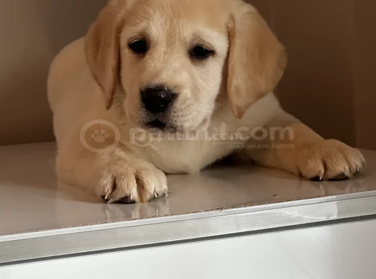 Safkan Kıf secereli Labrador Retriever yavrular