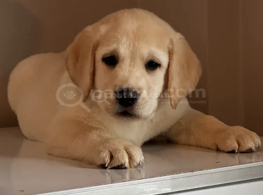 Safkan Kıf Secereli Labrador Retriever Yavrular görsel