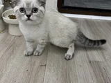 Blue Point Silver British Efsane Son Yavru Top Kafa