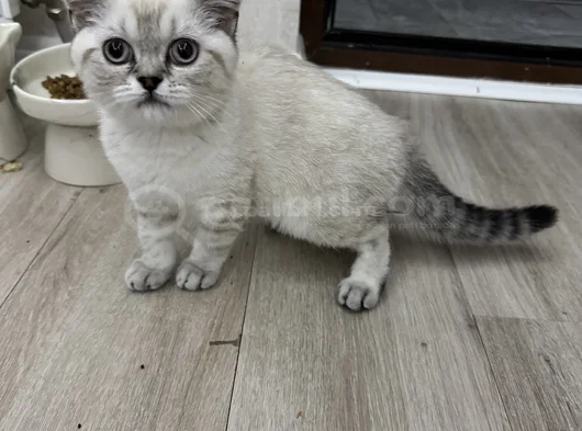 Blue Point Silver British Efsane Son Yavru Top Kafa görsel
