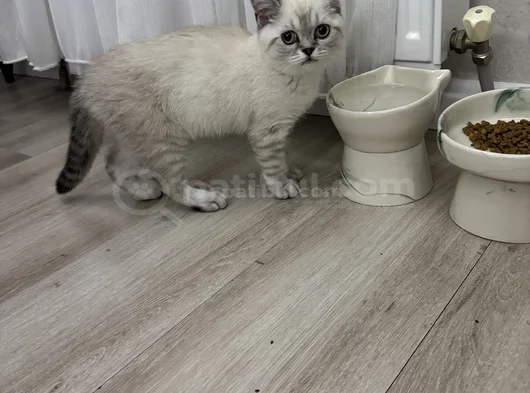 Blue Point Silver British Efsane Son Yavru Top Kafa görsel