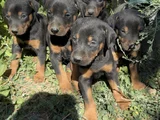 Safkan dober bebekler