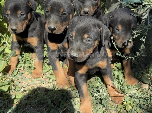 Safkan Dober Bebekler