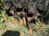 Safkan Dober Bebekler