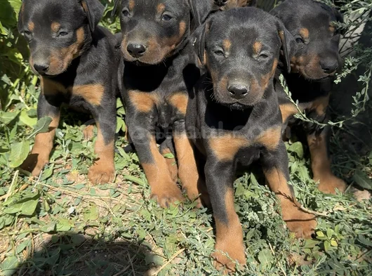 Safkan Dober Bebekler görsel