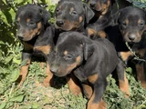 Safkan Dober Bebekler