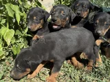 Safkan Dober Bebekler