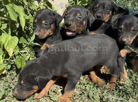 Safkan Dober Bebekler görsel