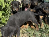 Safkan Dober Bebekler